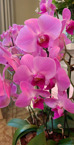 lavender orchids