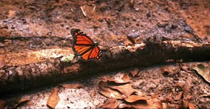 Monarch butterfly sitting on a branch