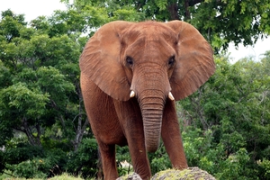 The Africa elephant