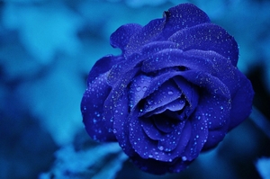 the blue rose beauty