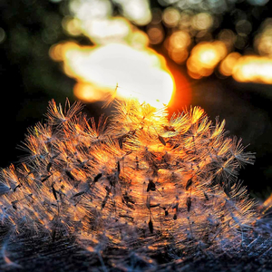 Dandelion seeds against Sunset. Low perspective picture.