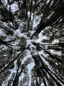 Low angle view of tree tops