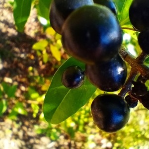 Close up of blue fruit on branch
