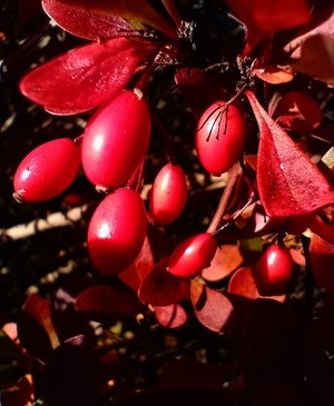 Close up of red berries during autumn