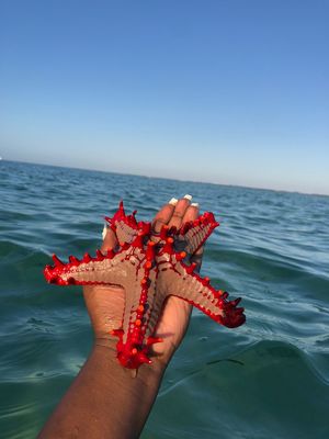 The magnificent Starfish, captured in Mombasa, Kenya.