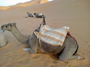 Camel in the Moroccan desert