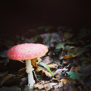 Autumn, mushroom, red and white colors