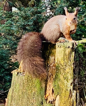 Squirrel sitting on treetrunk