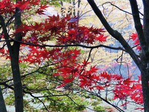 Autumn colors in arboretum
