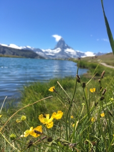 Yellow flowers alongside lake with Matterhorn in background