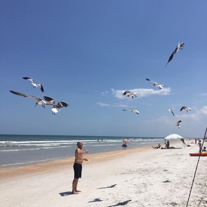 Man on beach feeding a flock of circling birds