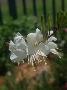 Close up of white blossom in summer