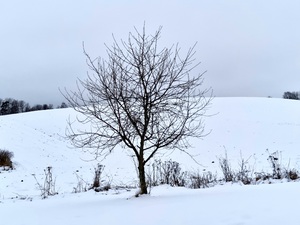 A lonely tree in the white winter landscape