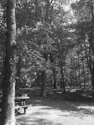 picnic bench in the forest