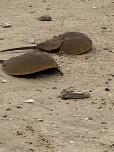 Two Horseshoe Crabs on the beach