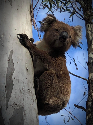koala bear hanging from a gum tree