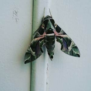 Army Butterfly 780708