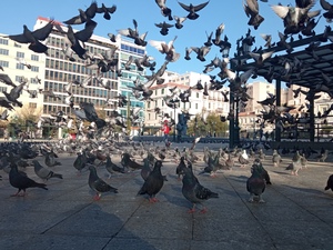 Pigeons on square Greece