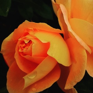 ROSES From flowers Garden colored one Orange