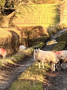 Sheep crossing path