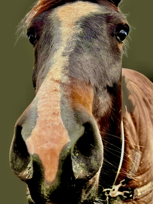 Close up of head of horse