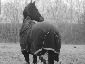 Horse from behind in winter with blanket