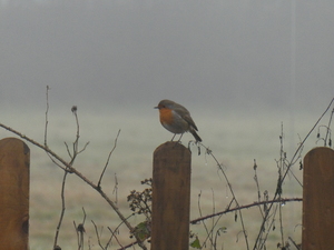 Red robin in field in winter