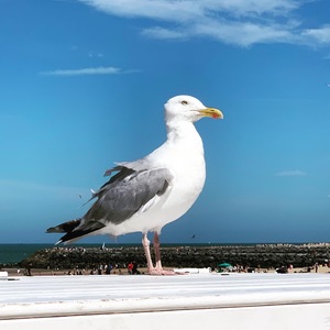 Close up of seagull
