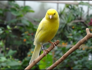 little yellow bird