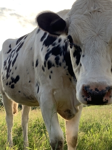 Close up of Farm Cow Minnesota