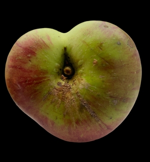 Apple in love shape