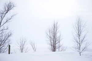 Trees standing in the snow