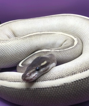 Purple passion royal python