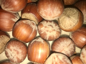 Close up Hazelnuts on the table