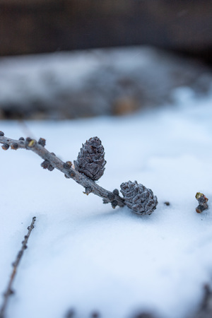 A branch with cones in the snow