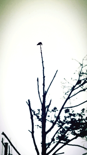 Black Bird on Tree