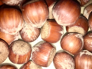 Hazelnuts on the table as background