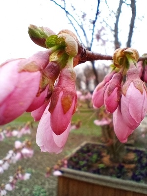 Fresh buds spring awakening nature blossoms