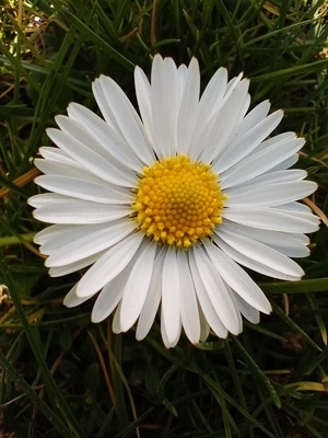 Close up of daisy in springtime