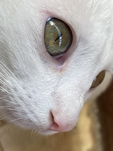 close up on the cat’s face and eyes