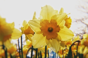 daffodil season