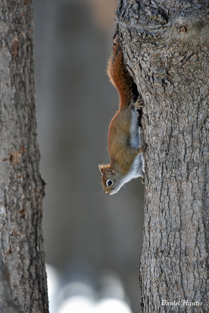 Red squirrel in a tree