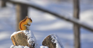 Red squirrel sitting on a log in the snow