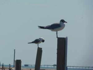 Seagulls resting up by the ocean