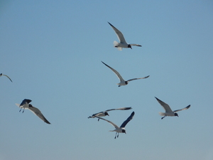 A Flock of birds