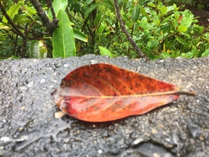 Dead leaf lying on stone