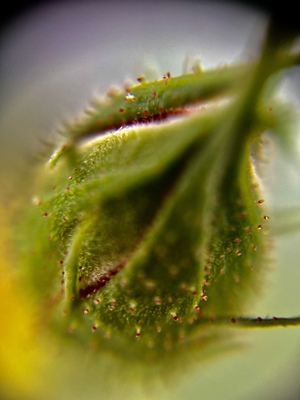 super macro shot of a rose bud