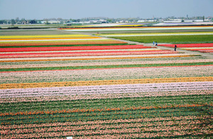 Tulip Fields In Holland