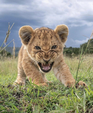 little wild lioness