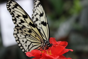 White Butterfly on a red flower